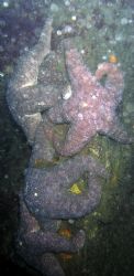 4 common star fish on a pile. Olympas 5060 internal strob... by Steven Gaub 
